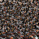 Image for article titled Photos: The beautiful birds that may soon be lost to climate change